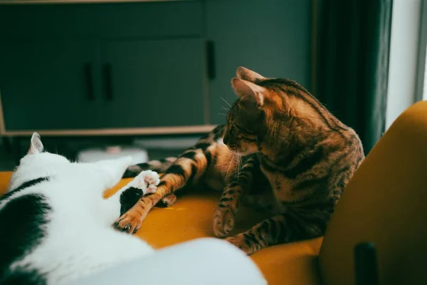 Tiro Enfoque Superficial Dos Gatos Domésticos Que Yacen Sofá Dentro — Foto de Stock