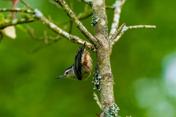 木の枝に腰掛けムナジロゴジュウカラ — ストック写真