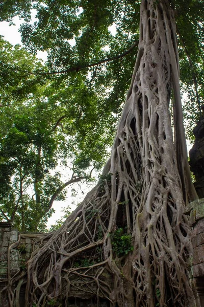 Disparo Vertical Árbol Banyan Ficus Benghalensis Creciendo Una Selva Camboya — Foto de Stock