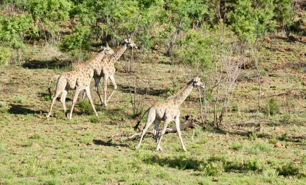 Vista Angolo Alto Tre Giraffe Settentrionali Sul Campo Erba Una — Foto Stock