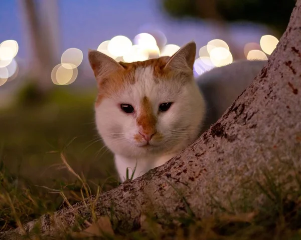 Een Portret Van Een Schattige Kat — Stockfoto