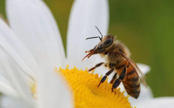 Makroaufnahme Einer Biene Während Des Bestäubungsprozesses — Stockfoto