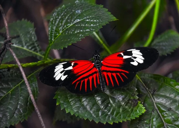 一只红色邮差蝴蝶在叶子上的特写 — 图库照片