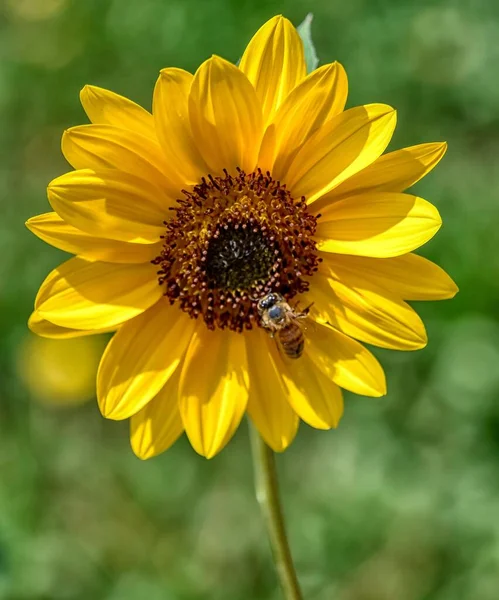 Méhecske Függőleges Közelsége Napraforgón — Stock Fotó