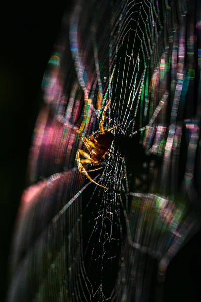 Eine Selektive Fokusaufnahme Einer Spinne Ihrer Natürlichen Umgebung — Stockfoto