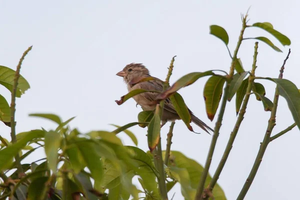 一只家养麻雀栖息在树枝上的特写镜头 — 图库照片