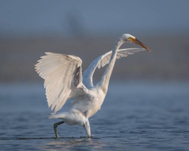 Büyük bir balıkçıl kuşunun yakından görüntüsü. Kanatları sonuna kadar açık ve suyun içinde duruyor.