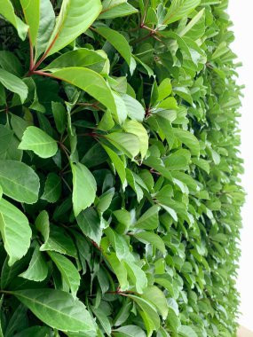 Duvarda büyüyen yeşil bir bitki