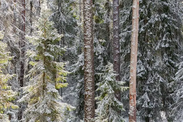 森林里被雪覆盖的树 — 图库照片