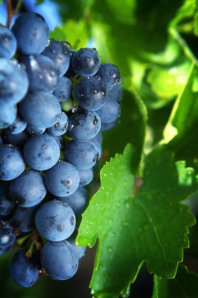 Vertical Closeup Cluster Fresh Dark Blue Grapes Waterdrops Growing Armenian — Stock Photo, Image