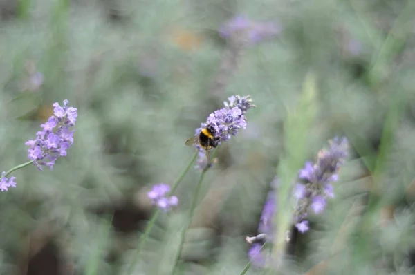 Ένα Κοντινό Πλάνο Μιας Μέλισσας Ένα Πασχαλινό Αγριολούλουδο — Φωτογραφία Αρχείου