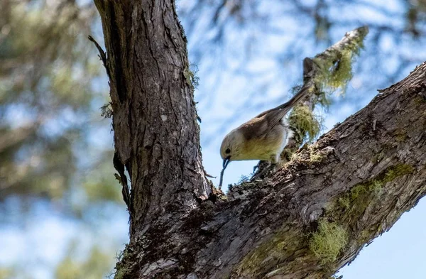 Primer Plano Pájaro Volador Moteado Sentado Una Rama Árbol Comiendo —  Fotos de Stock