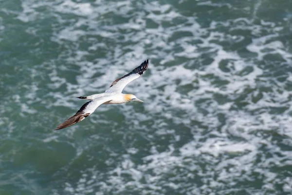在海上飞行的信天翁鸟的航拍图 — 图库照片