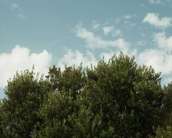 青い空のオリーブの木 — ストック写真