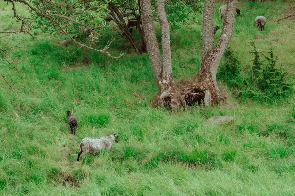 Een Kudde Schapen Een Veld — Stockfoto