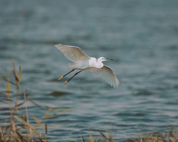 Une Vue Rapprochée Petit Aigrette Volant Nouveau Sur Fond Lac — Photo