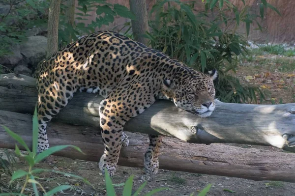 Ein Schlafender Panther Auf Einem Holzstamm — Stockfoto