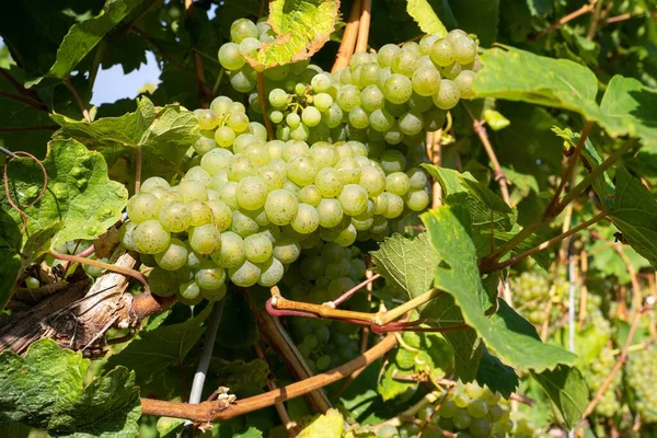 Grape Vine Green Grapes Garden — Stock Photo, Image