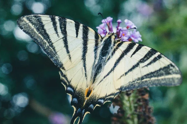 Closeup Shot Scarce Swallowtail — Stock Photo, Image