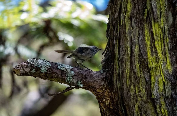 Pássaro Robin North Island Sentado Galho Uma Árvore — Fotografia de Stock