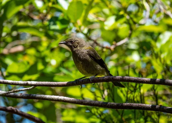 Nahaufnahme Eines Neuseeländischen Glockenvogels Der Auf Einem Ast Eines Baumes — Stockfoto