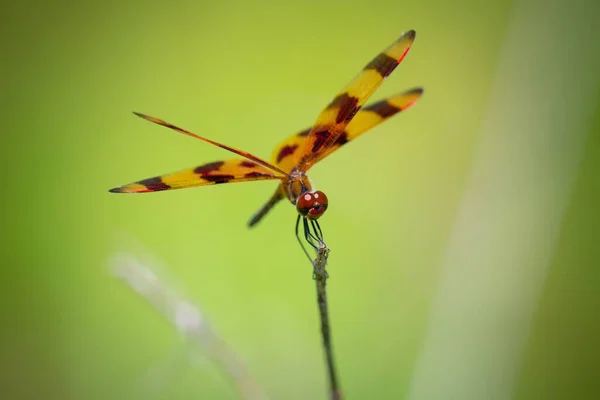 Nahaufnahme Einer Libelle Auf Einem Zweig — Stockfoto