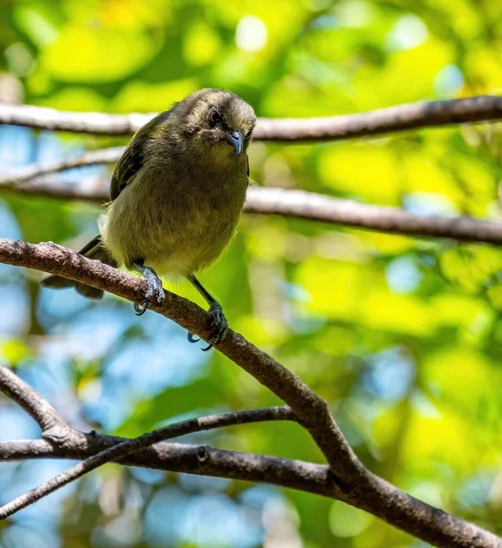 Nahaufnahme Eines Neuseeländischen Glockenvogels Der Auf Einem Ast Eines Baumes — Stockfoto