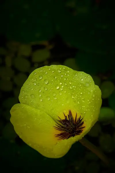 水塘上黄水罂粟的垂直特写 — 图库照片