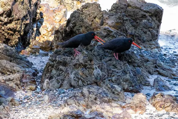 Primer Plano Los Pájaros Negros Posados Las Rocas Cerca Escape —  Fotos de Stock