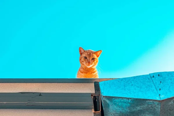 Gato Laranja Topo Telhado Olhando Para Baixo Para Câmera Curioso — Fotografia de Stock