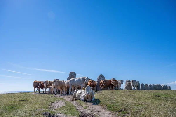 Βοοειδή Που Αναπαύονται Στο Λιβάδι Κοντά Στις Πέτρες Του Άλε — Φωτογραφία Αρχείου
