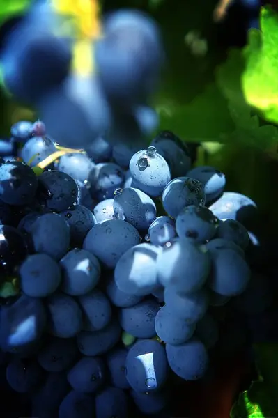 Vertical Closeup Cluster Fresh Dark Blue Grapes Waterdrops — Stock Photo, Image