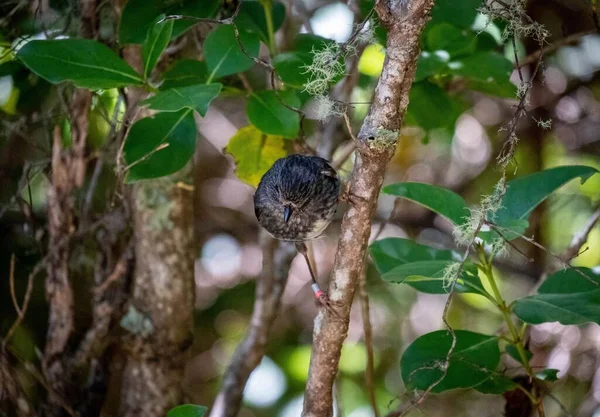 Pájaro Campanario Bosques Nativos Nueva Zelanda Posado Sobre Una Rama —  Fotos de Stock