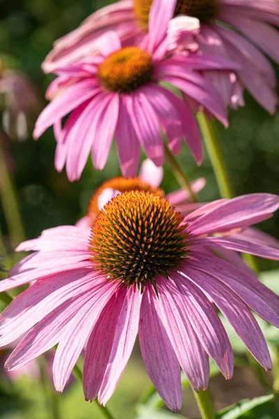 Fialová Echinacea Purpurová Květina Zahradě — Stock fotografie