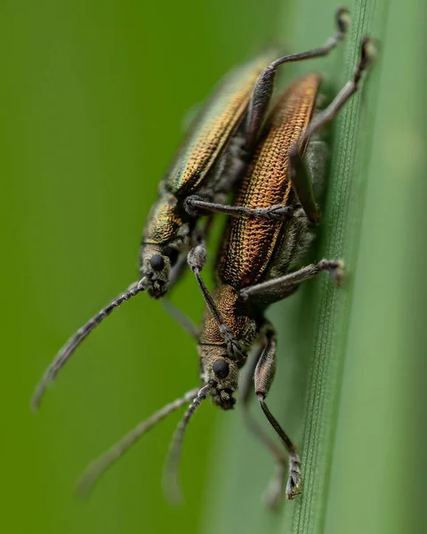 Uma Foto Macro Dois Besouros Acasalamento — Fotografia de Stock