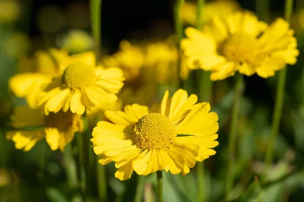 Uma Flor Helénio Amarelo Jardim — Fotografia de Stock
