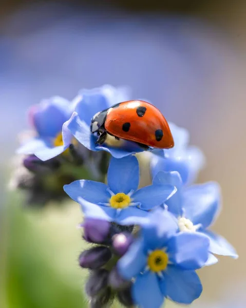 Selective Focus Shot Ladybug Forget Flower — Stock Photo, Image