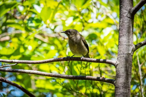 Närbild Bellbird Infödda Nya Zeeland Skogar Uppflugen Gren Ett Träd — Stockfoto