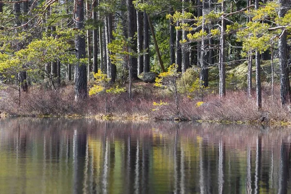 Отражение Дерева Озере — стоковое фото