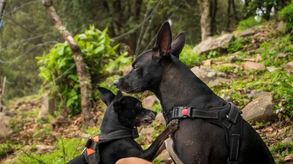 Baba Köpeğin Köpek Yavrusuyla Ormanda Çekilmiş Seçici Bir Fotoğrafı — Stok fotoğraf