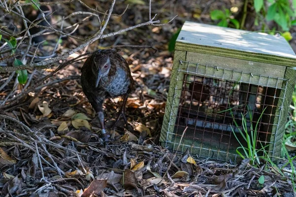 Eine Nahaufnahme Des Weka Vogels Der Nähe Des Vogelkäfigs — Stockfoto