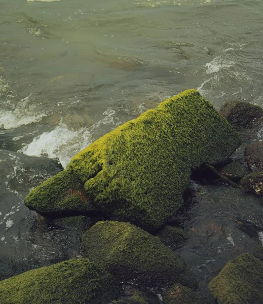 Pedras Algas Verdes Praia — Fotografia de Stock