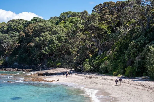 Beautiful Scenic Seascape Huge Trees People Walking — Stock Photo, Image