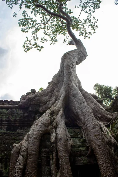 Eine Vertikale Aufnahme Des Baumes Auf Der Spitze Des Tempels — Stockfoto