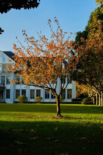 Vertical Shot Tree Autumn Foliage Green Lawn — Stock Photo, Image