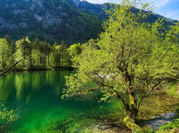 Прекрасний Вид Спокійне Озеро Відображенням Дерев Воді — стокове фото