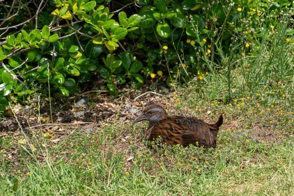 Weka Bird Lying Grass — Stock Photo, Image
