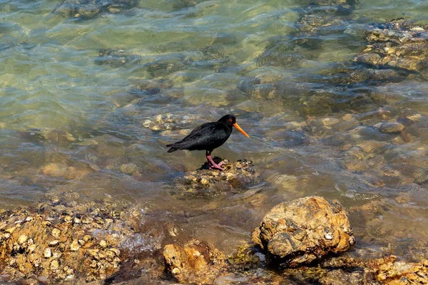 一只黑鸟栖息在水里岩石上的特写镜头 — 图库照片