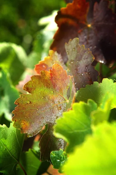 Primer Plano Vertical Hojas Vid Otoño Con Gotas Agua — Foto de Stock