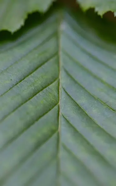 緑の葉のパターンの垂直マクロショット — ストック写真